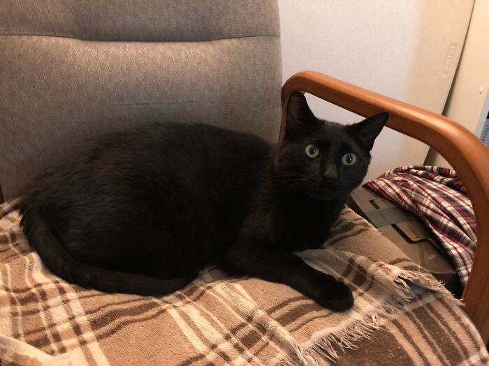 Hey Pandas, Post A Picture Of Your Cat For International Cat Day