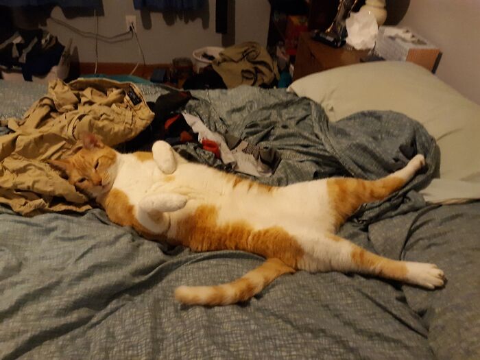 Hey Pandas, Post A Picture Of Your Cat For International Cat Day Hey Pandas, Post A Picture Of Your Cat For International Cat Day