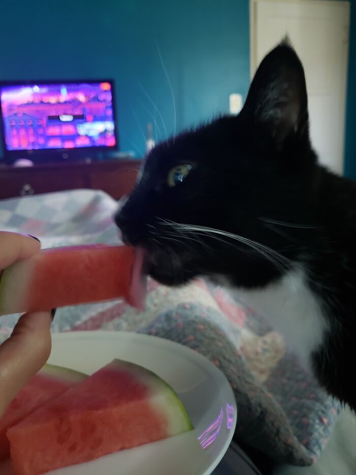 Hey Pandas, Post A Picture Of Your Cat For International Cat Day Hey Pandas, Post A Picture Of Your Cat For International Cat Day