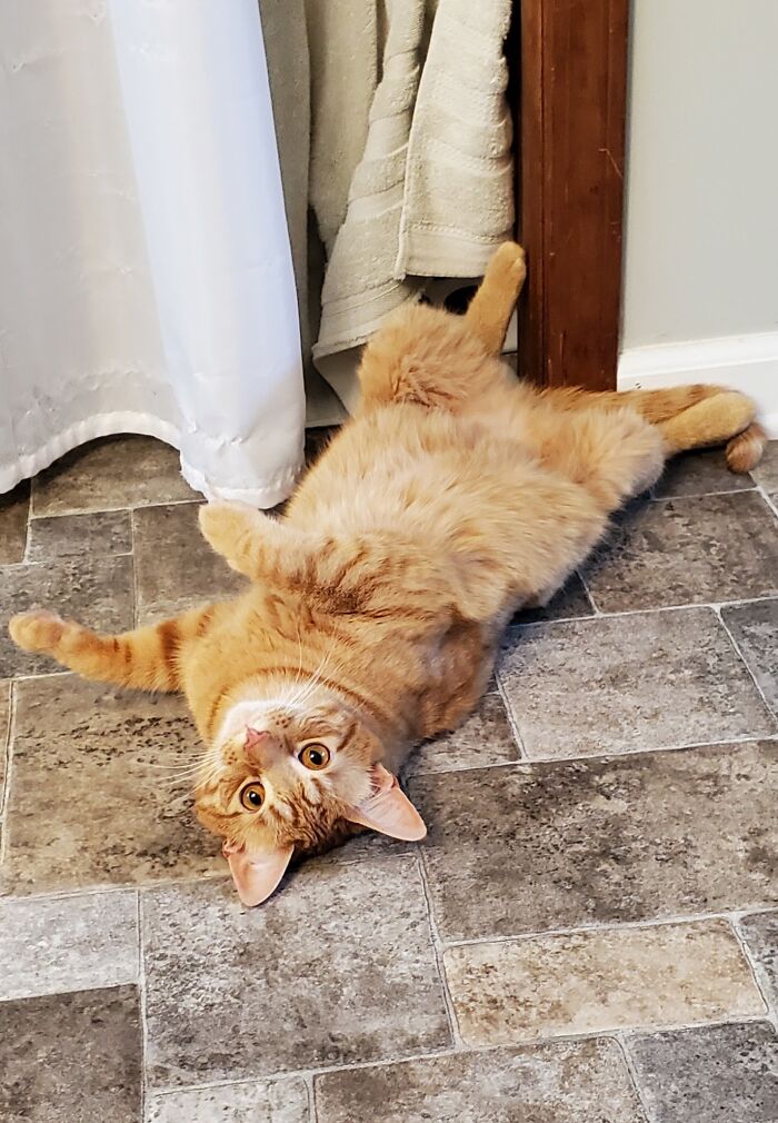 Hey Pandas, Post A Picture Of Your Cat For International Cat Day Hey Pandas, Post A Picture Of Your Cat For International Cat Day