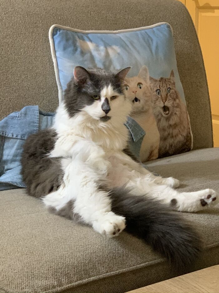 Hey Pandas, Post A Picture Of Your Cat For International Cat Day