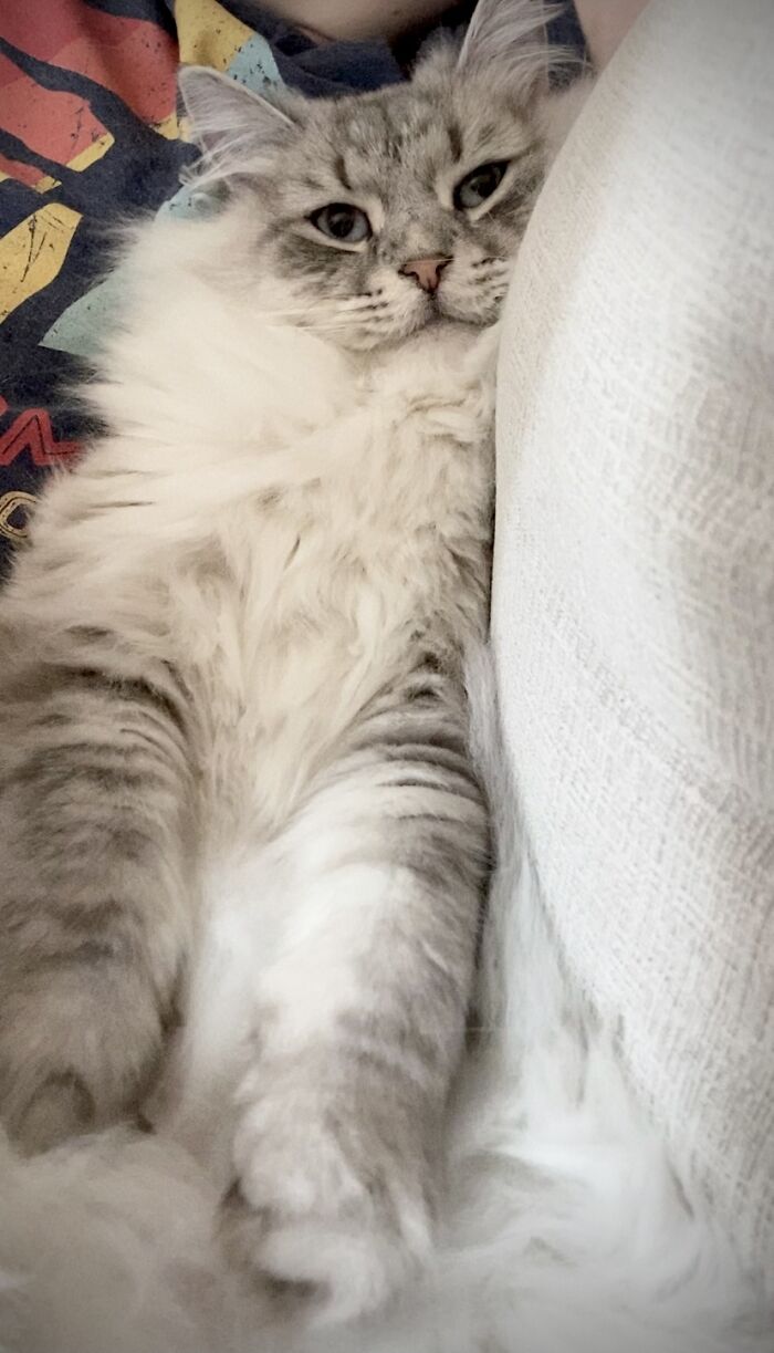 Hey Pandas, Post A Picture Of Your Cat For International Cat Day