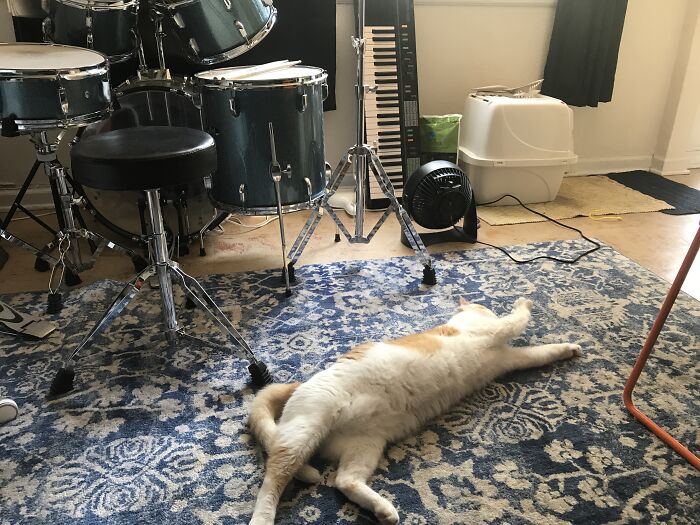 Hey Pandas, Post A Picture Of Your Cat For International Cat Day