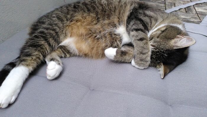 Hey Pandas, Post A Picture Of Your Cat For International Cat Day Hey Pandas, Post A Picture Of Your Cat For International Cat Day