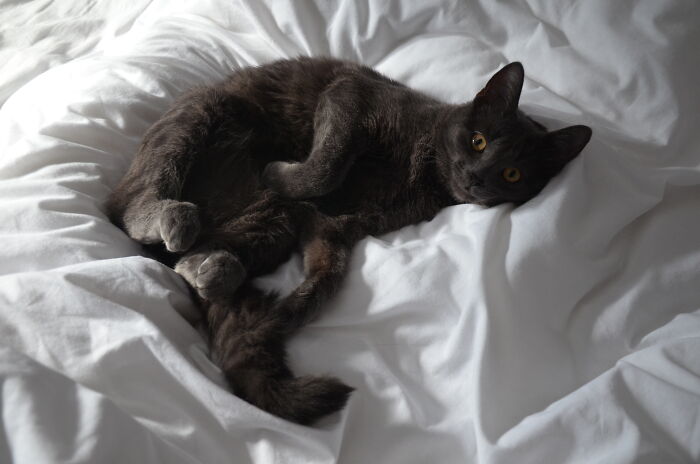 Hey Pandas, Post A Picture Of Your Cat For International Cat Day