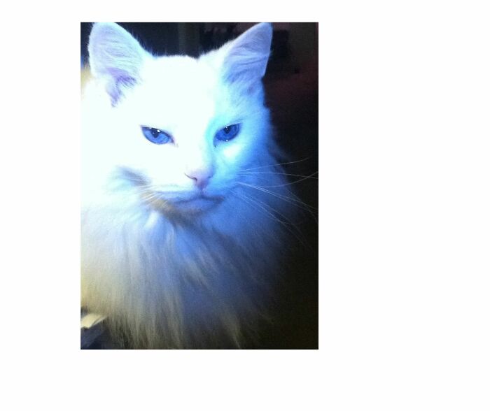 Hey Pandas, Post A Picture Of Your Cat For International Cat Day