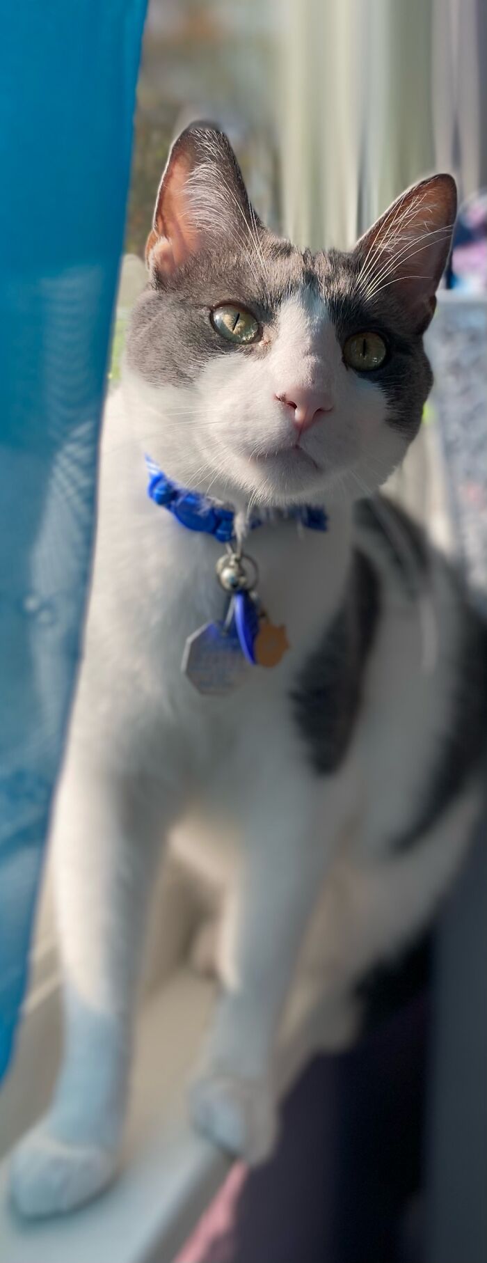 Hey Pandas, Post A Picture Of Your Cat For International Cat Day Hey Pandas, Post A Picture Of Your Cat For International Cat Day