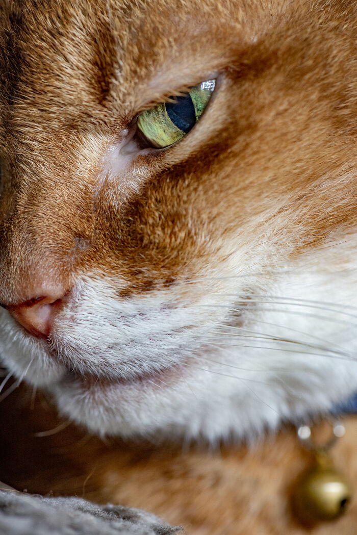 Hey Pandas, Post A Picture Of Your Cat For International Cat Day Hey Pandas, Post A Picture Of Your Cat For International Cat Day