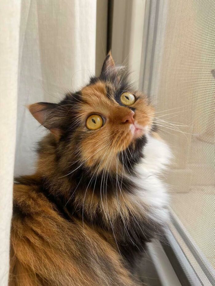 Hey Pandas, Post A Picture Of Your Cat For International Cat Day Hey Pandas, Post A Picture Of Your Cat For International Cat Day