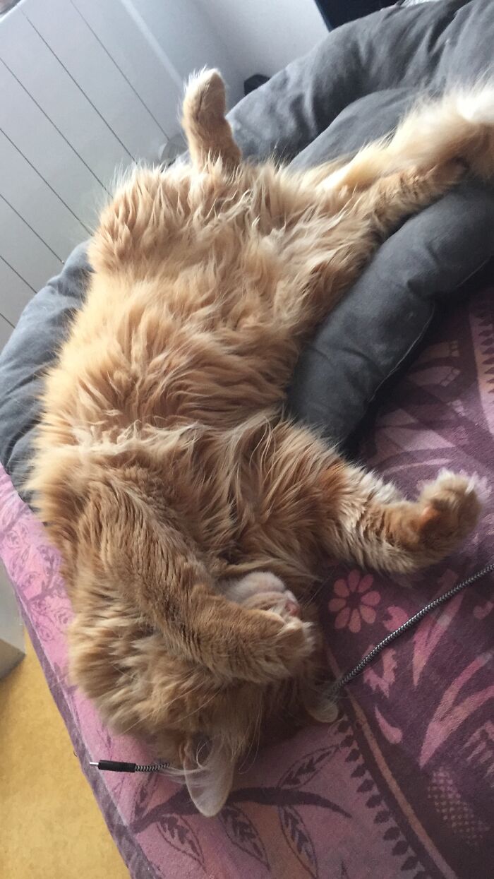 Hey Pandas, Post A Picture Of Your Cat For International Cat Day