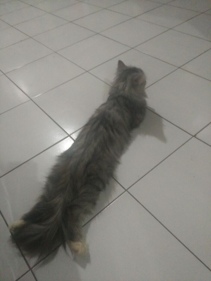 Hey Pandas, Post A Picture Of Your Cat For International Cat Day