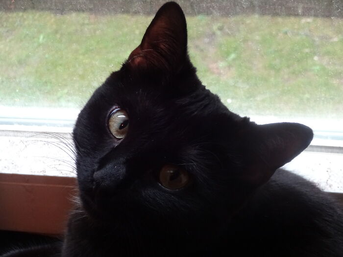 Hey Pandas, Post A Picture Of Your Cat For International Cat Day