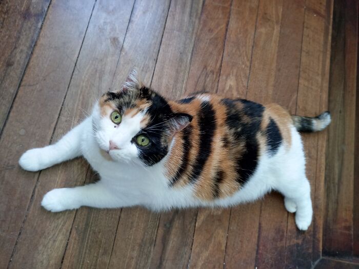 Hey Pandas, Post A Picture Of Your Cat For International Cat Day