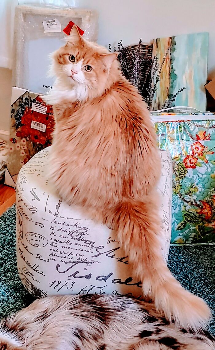 Hey Pandas, Post A Picture Of Your Cat For International Cat Day