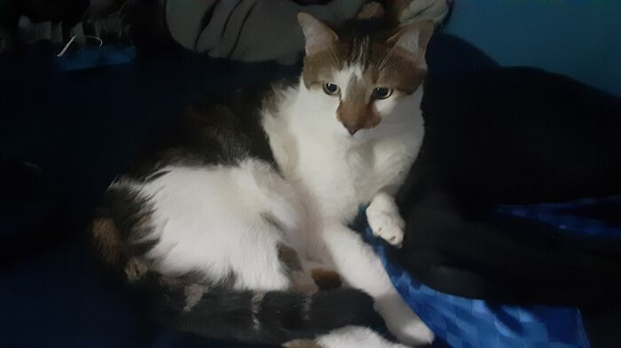 Hey Pandas, Post A Picture Of Your Cat For International Cat Day