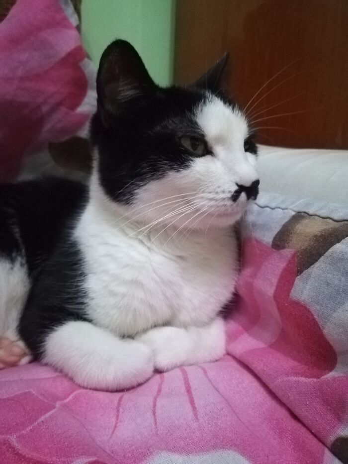 Hey Pandas, Post A Picture Of Your Cat For International Cat Day