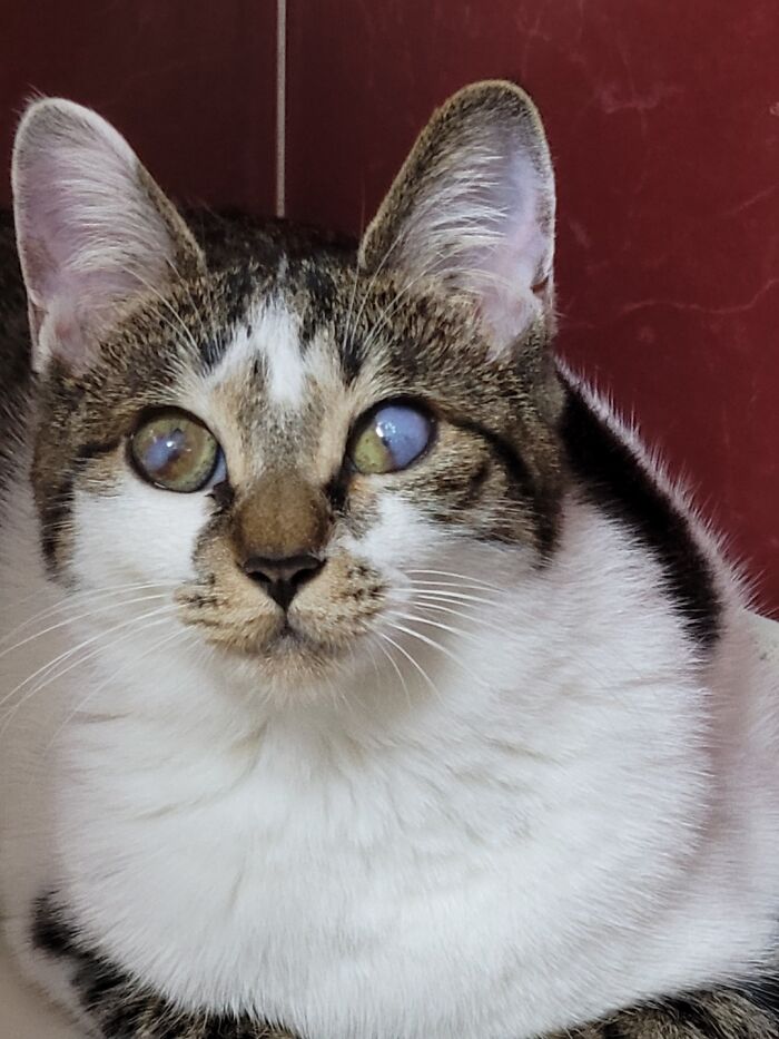 Hey Pandas, Post A Picture Of Your Cat For International Cat Day