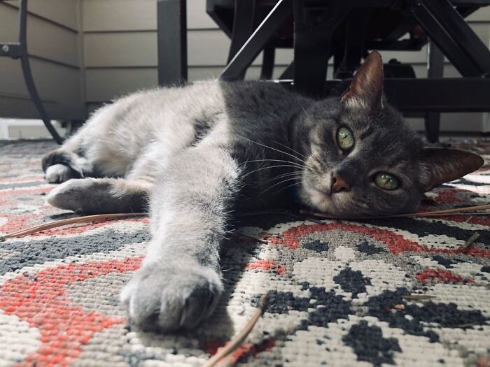 Hey Pandas, Post A Picture Of Your Cat For International Cat Day Hey Pandas, Post A Picture Of Your Cat For International Cat Day