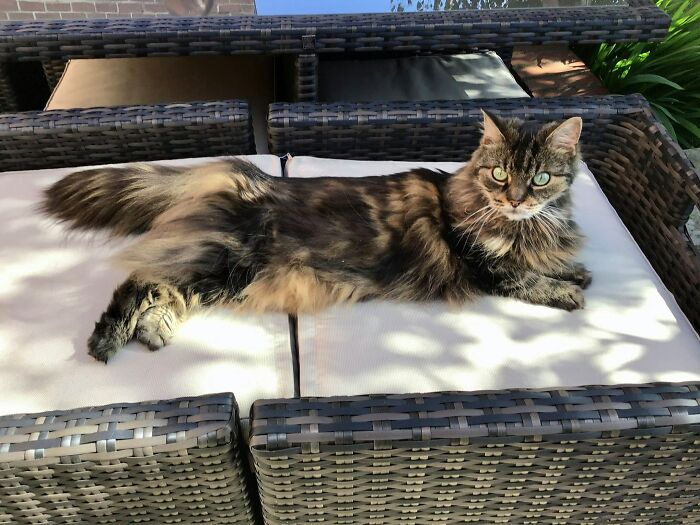 Hey Pandas, Post A Picture Of Your Cat For International Cat Day Hey Pandas, Post A Picture Of Your Cat For International Cat Day