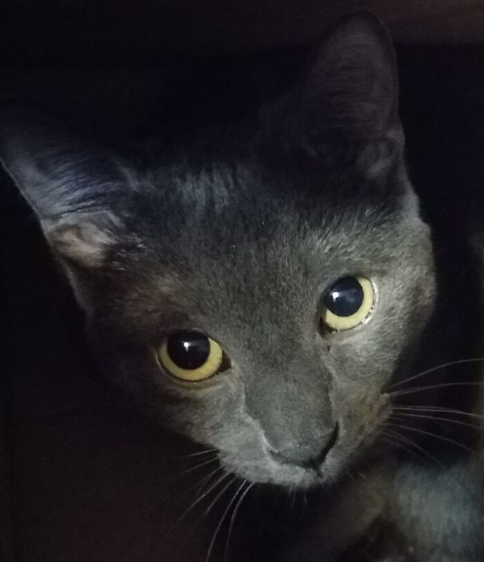 Hey Pandas, Post A Picture Of Your Cat For International Cat Day