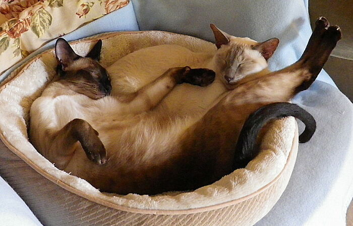 Hey Pandas, Post A Picture Of Your Cat For International Cat Day Hey Pandas, Post A Picture Of Your Cat For International Cat Day