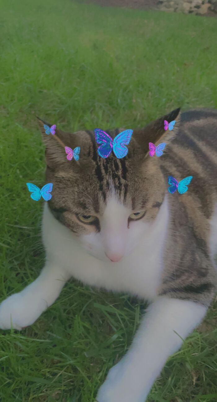 Hey Pandas, Post A Picture Of Your Cat For International Cat Day