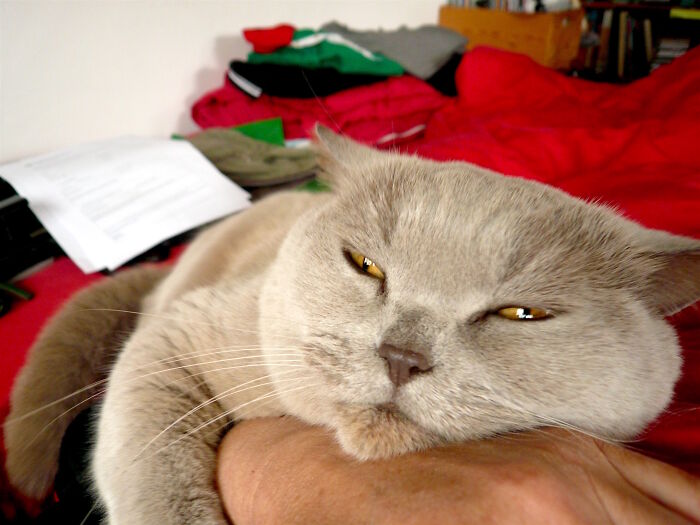 Hey Pandas, Post A Picture Of Your Cat For International Cat Day