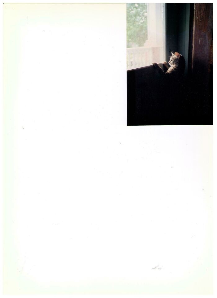 Hey Pandas, Post A Picture Of Your Cat For International Cat Day