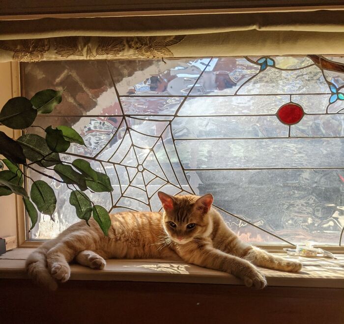 Hey Pandas, Post A Picture Of Your Cat For International Cat Day