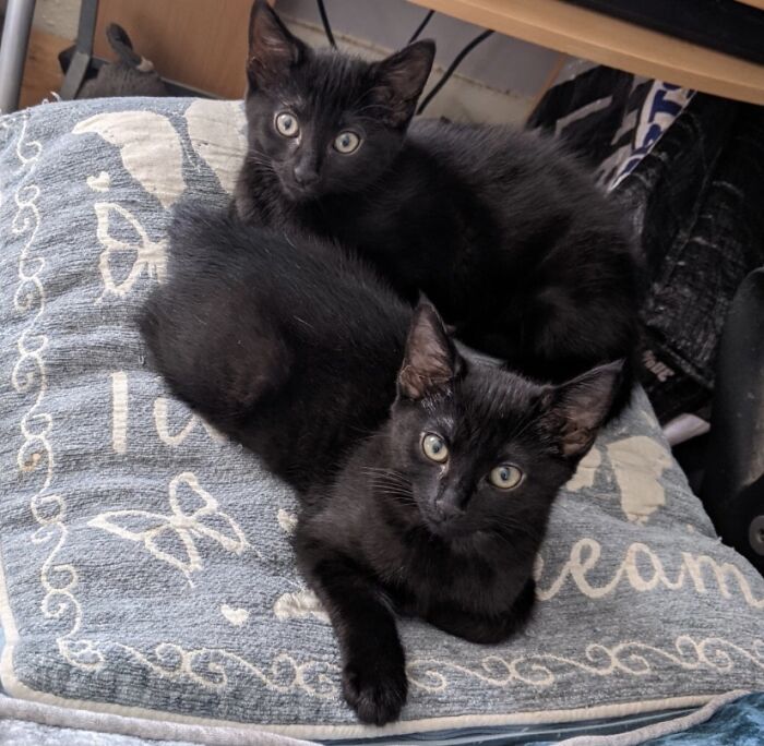 Hey Pandas, Post A Picture Of Your Cat For International Cat Day Hey Pandas, Post A Picture Of Your Cat For International Cat Day