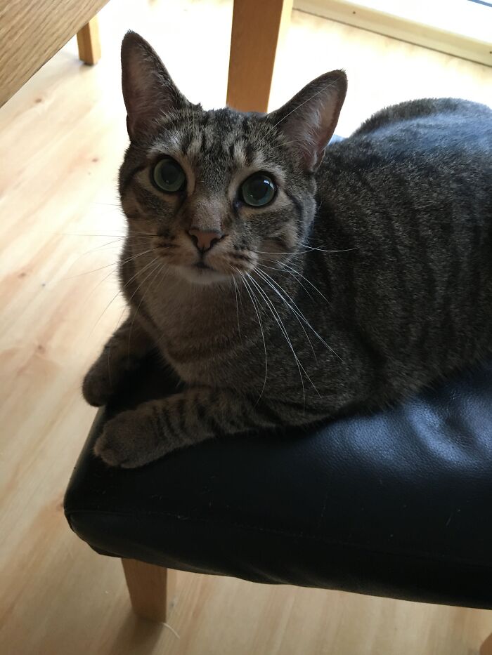 Hey Pandas, Post A Picture Of Your Cat For International Cat Day