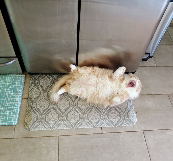 Hey Pandas, Post A Picture Of Your Cat For International Cat Day Hey Pandas, Post A Picture Of Your Cat For International Cat Day