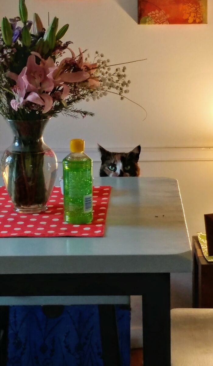 Hey Pandas, Post A Picture Of Your Cat For International Cat Day