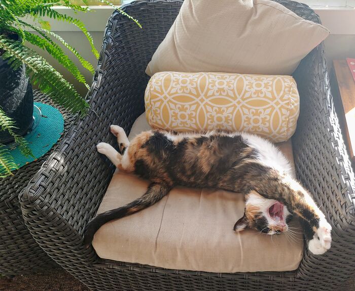 Hey Pandas, Post A Picture Of Your Cat For International Cat Day