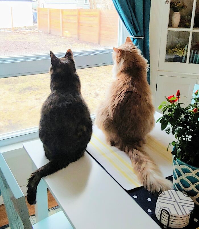 Hey Pandas, Post A Picture Of Your Cat For International Cat Day Hey Pandas, Post A Picture Of Your Cat For International Cat Day