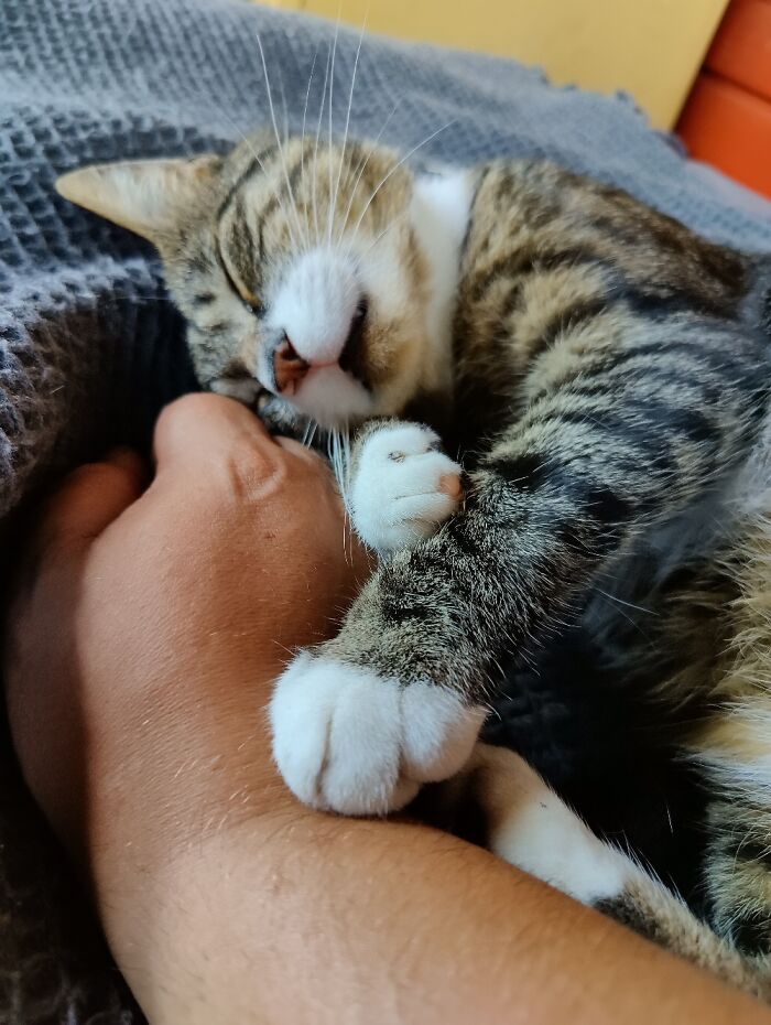 Hey Pandas, Post A Picture Of Your Cat For International Cat Day Hey Pandas, Post A Picture Of Your Cat For International Cat Day