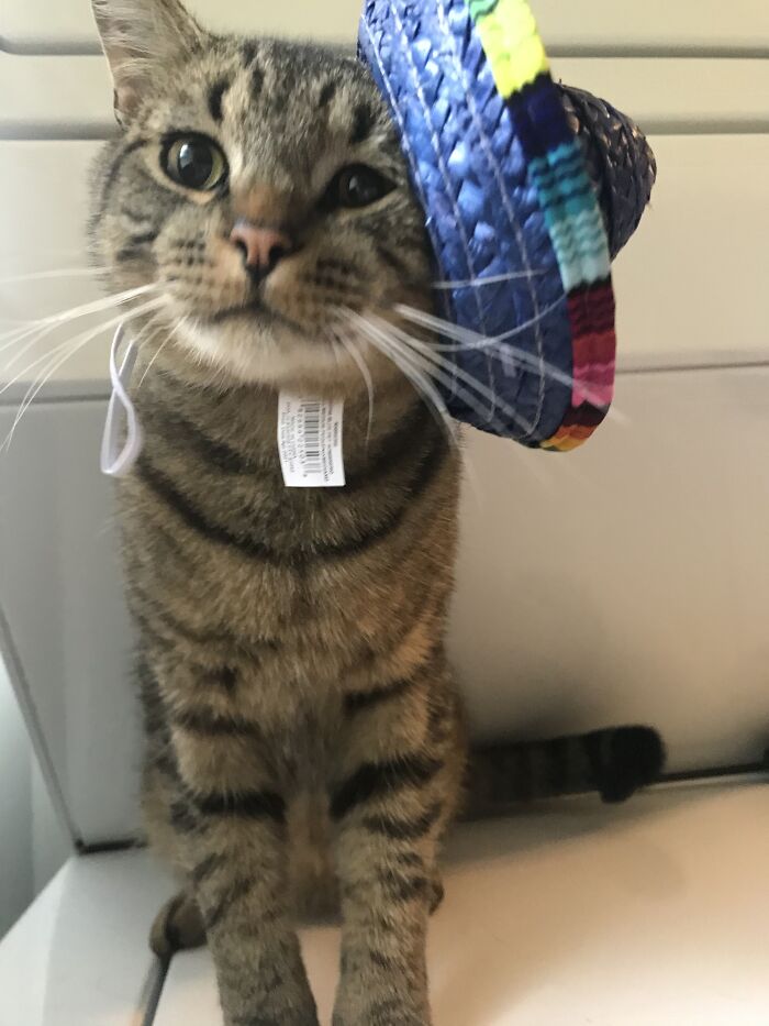 Hey Pandas, Post A Picture Of Your Cat For International Cat Day