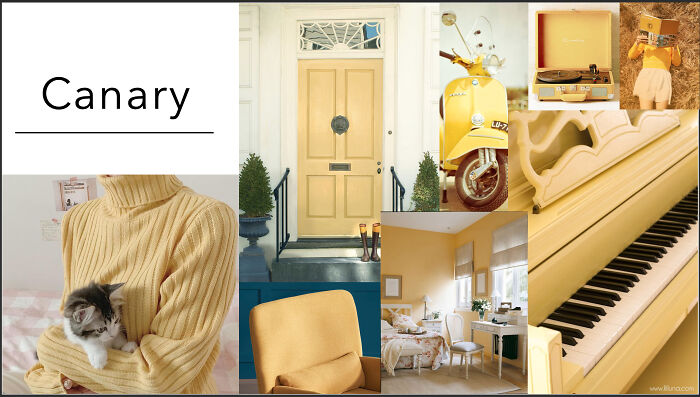 Hey Pandas, Show Us Some Beautiful, Rare Colors (Closed) Hey Pandas, Show Us Some Beautiful, Rare Colors (Closed)