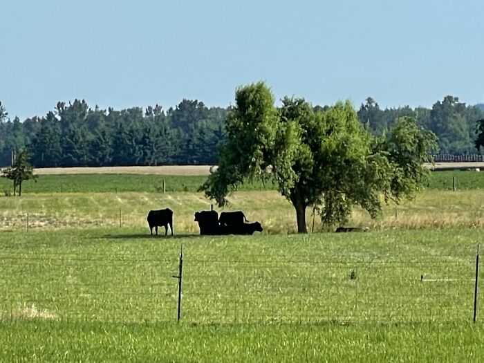 Hey Pandas, Show Us Your Summery Backyards (Closed) Hey Pandas, Show Us Your Summery Backyards (Closed)