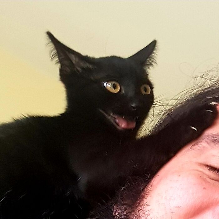 Hey Pandas, Post A Picture Of Your Pet Being Derpy (Closed) Hey Pandas, Post A Picture Of Your Pet Being Derpy (Closed)