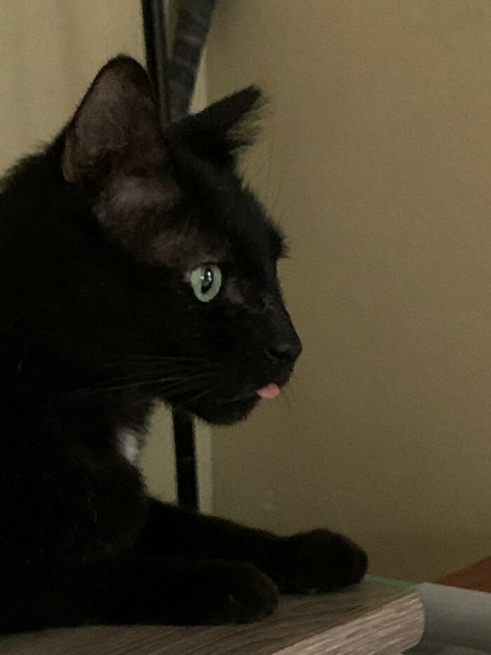 Hey Pandas, Post A Picture Of Your Pet Being Derpy (Closed)