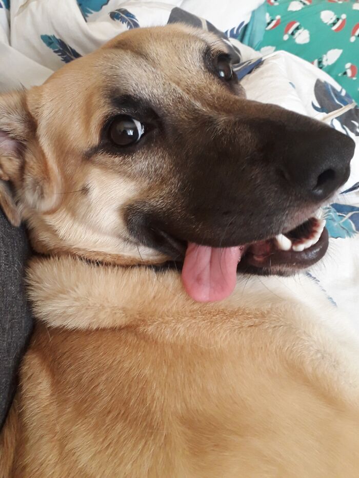 Hey Pandas, Post A Picture Of Your Pet Being Derpy (Closed) Hey Pandas, Post A Picture Of Your Pet Being Derpy (Closed)