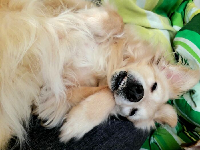 Hey Pandas, Post A Picture Of Your Pet Being Derpy (Closed) Hey Pandas, Post A Picture Of Your Pet Being Derpy (Closed)