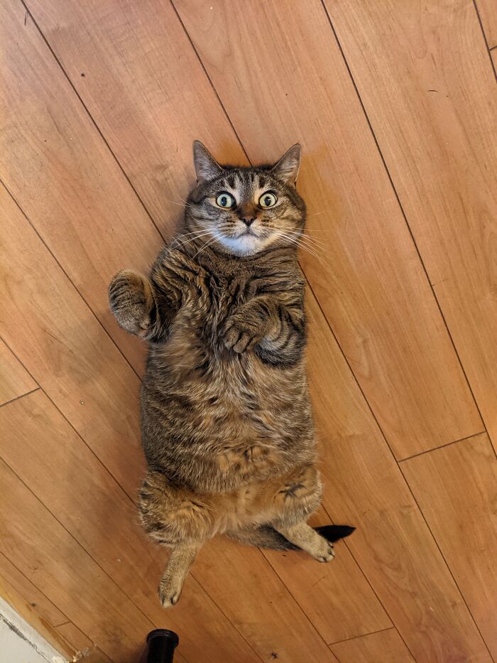 Hey Pandas, Post A Picture Of Your Pet Being Derpy (Closed) Hey Pandas, Post A Picture Of Your Pet Being Derpy (Closed)