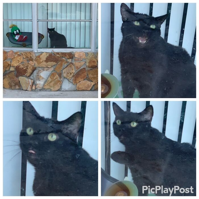 Hey Pandas, Post A Picture Of Your Pet Being Derpy (Closed)