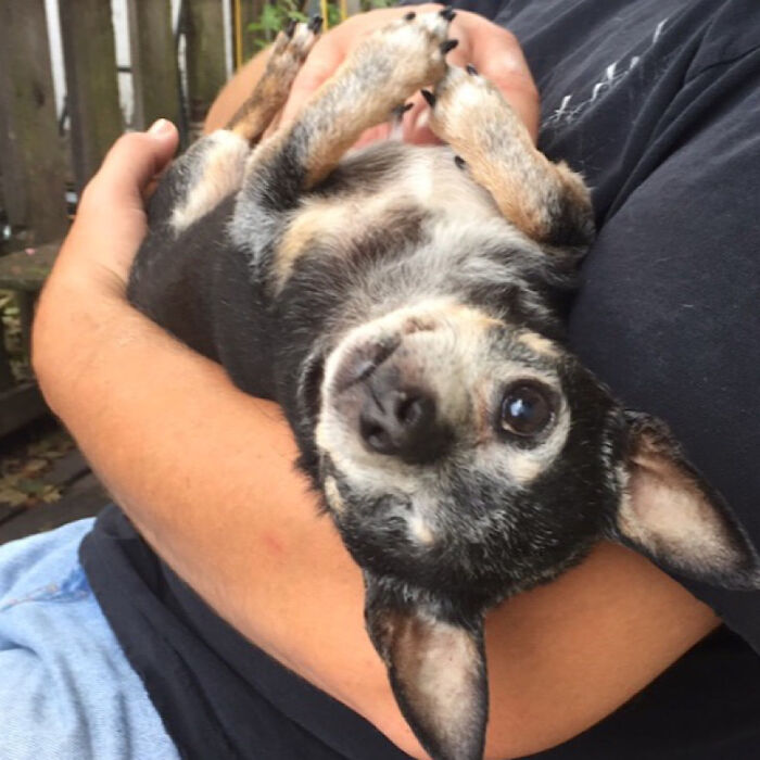 Hey Pandas, Post A Picture Of Your Pet Being Derpy (Closed) Hey Pandas, Post A Picture Of Your Pet Being Derpy (Closed)