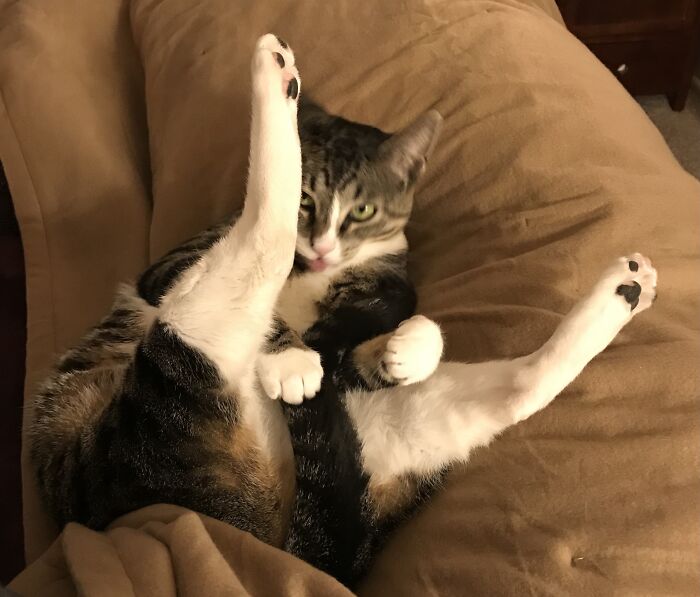 Hey Pandas, Post A Picture Of Your Pet Being Derpy (Closed) Hey Pandas, Post A Picture Of Your Pet Being Derpy (Closed)