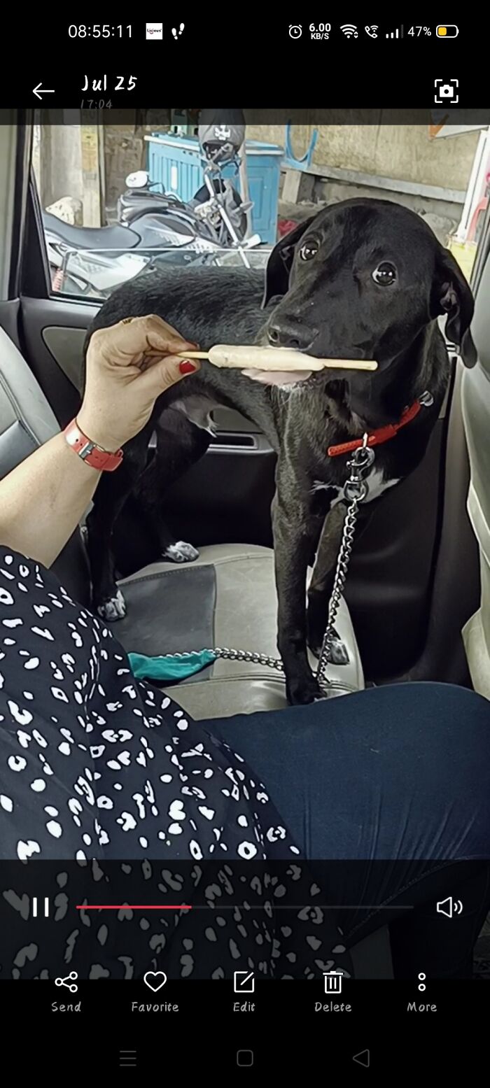 Hey Pandas, Post A Picture Of Your Pet Being Derpy (Closed) Hey Pandas, Post A Picture Of Your Pet Being Derpy (Closed)