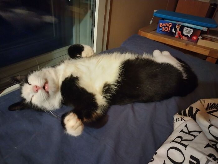 Hey Pandas, Post A Picture Of Your Pet Being Derpy (Closed) Hey Pandas, Post A Picture Of Your Pet Being Derpy (Closed)