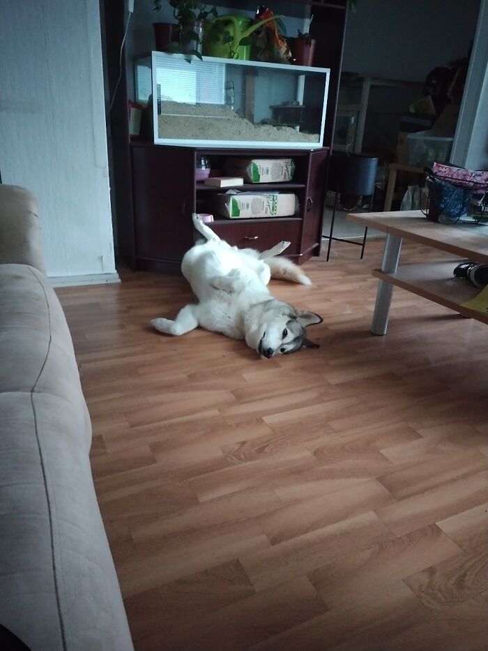 Hey Pandas, Post A Picture Of Your Pet Being Derpy (Closed) Hey Pandas, Post A Picture Of Your Pet Being Derpy (Closed)